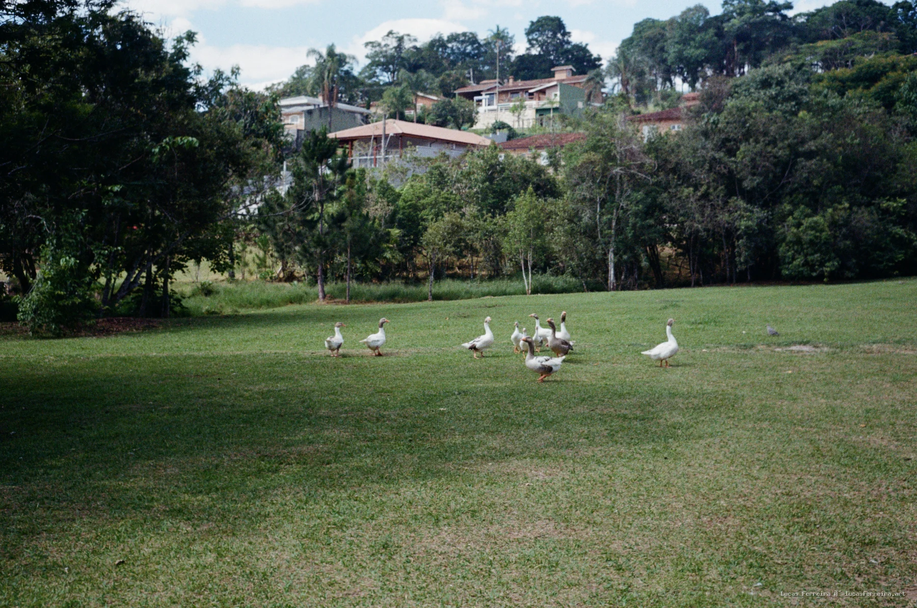 Cotidiano